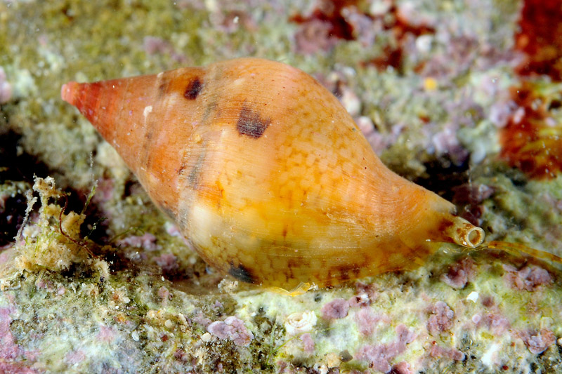 Prosobranco